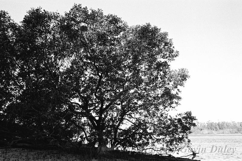 Mangroves, Red Rock AAA009.JPG